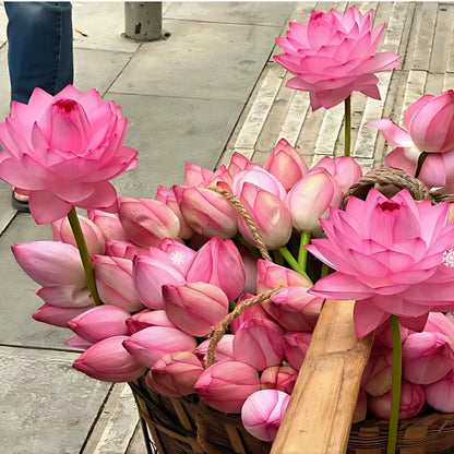 Semillas de Loto premium Lotus Seeds®-Todo florece cuando tu energía está en armonía… incluso tú