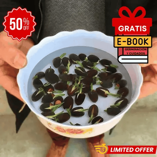 Semillas de Loto premium Lotus Seeds®-Todo florece cuando tu energía está en armonía… incluso tú